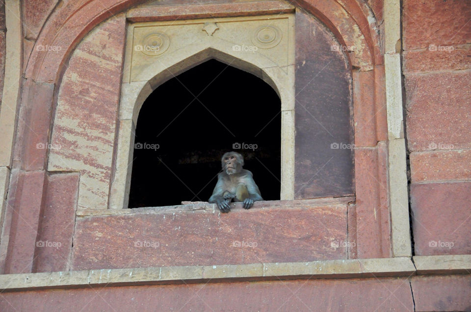 window india monkey rajasthan by ronda