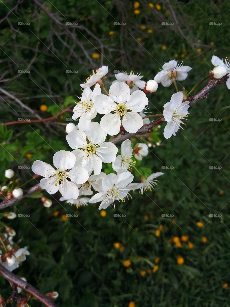 вишня.цветущая.весна