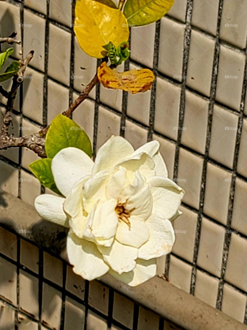 Gardenias are blooming