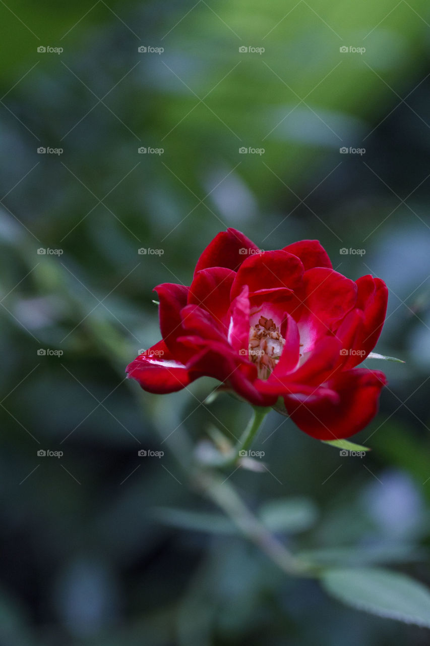 Garden Rose Close Up