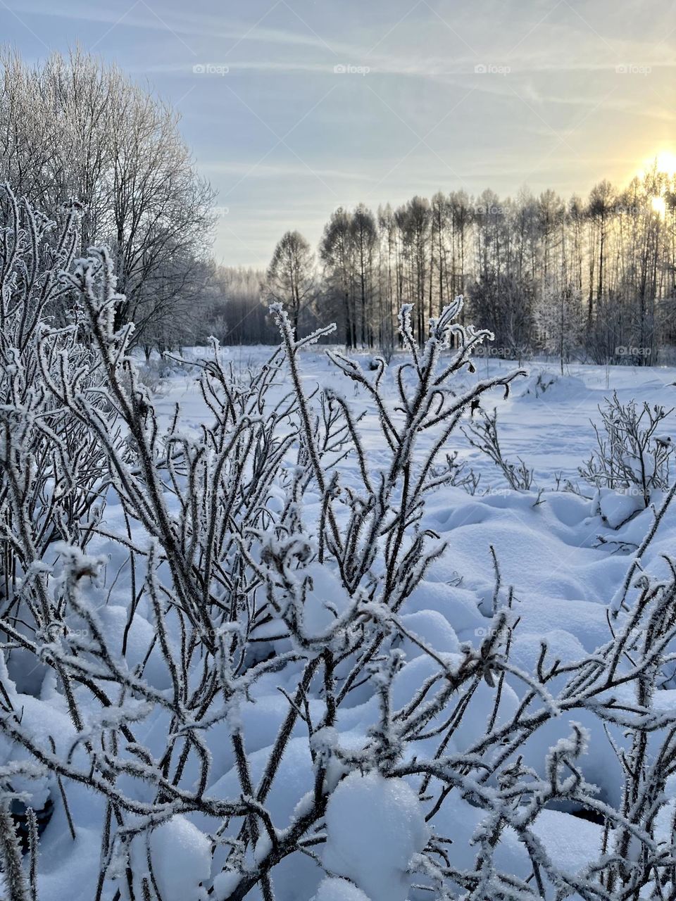 Frosty winter morning in the forest