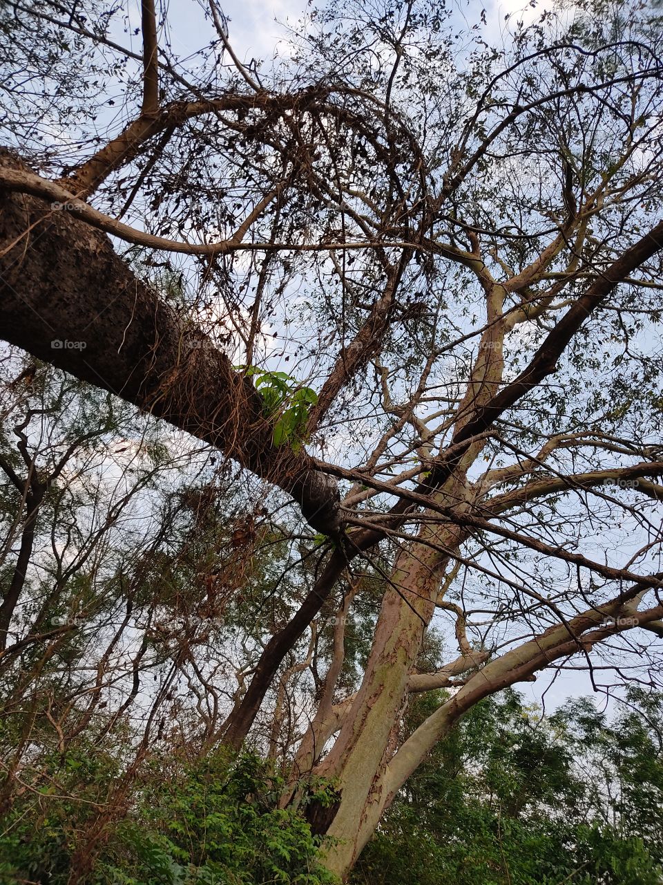 The most beautiful zigzag tree