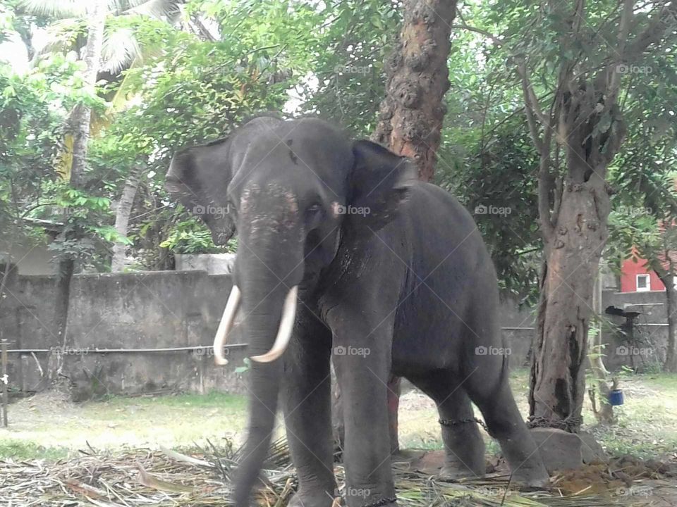 Sri Lankan Elephant..