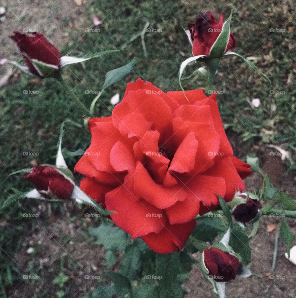 🌹 🇺🇸 Very beautiful flowers to brighten our day.  Live nature and its beauty. Did you like the delicate petals? / 🇧🇷 Flores muito bonitas para alegrar nosso dia. Viva a natureza e sua beleza. Gostaram das pétalas delicadas? 