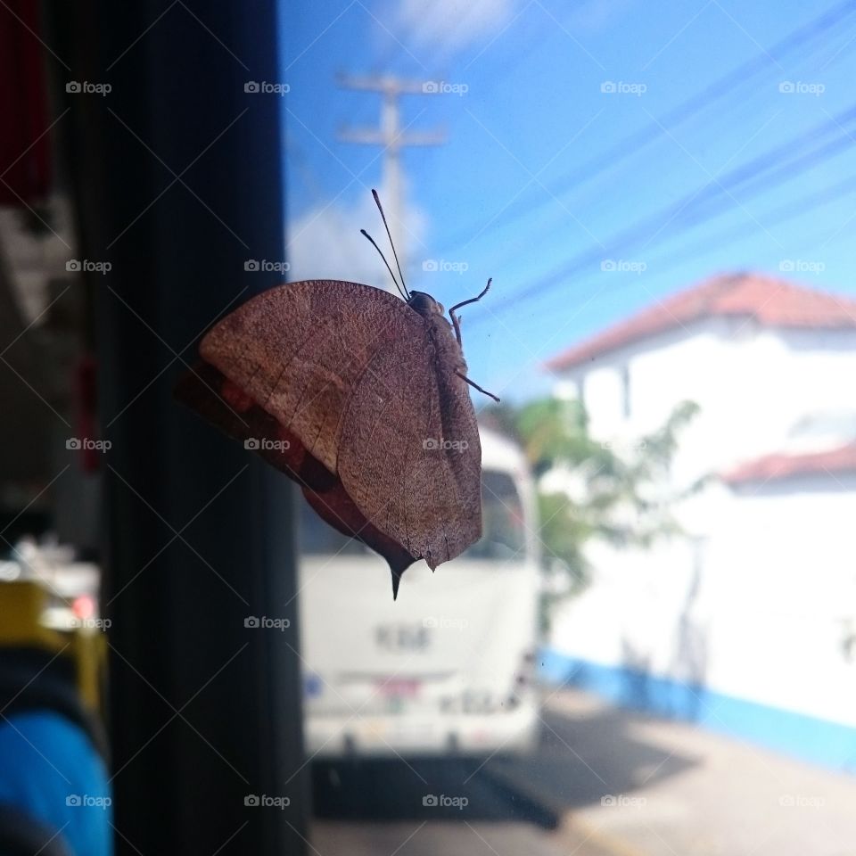 Butterfly. She was locked in a bus an I helped her to get out 😄
