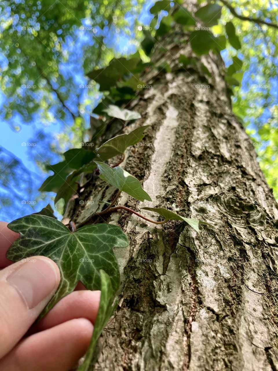 Ivy creeping up a tree 