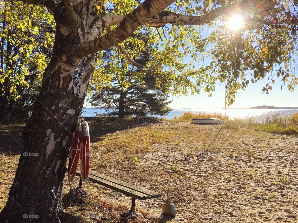 Bench near tree during sunny day