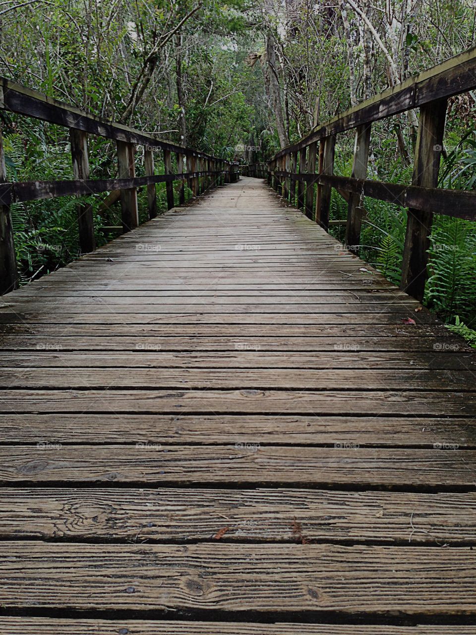 A mysterious boardwalk through the Everglades jungle.