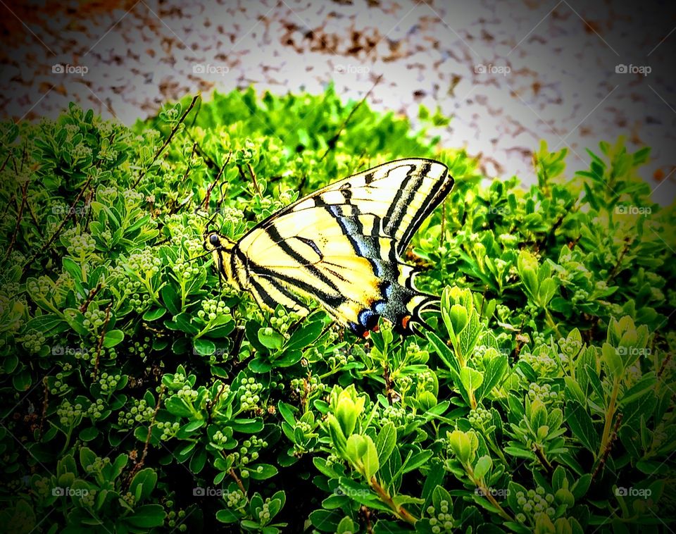 Beautiful yellow butterfly in the garden.