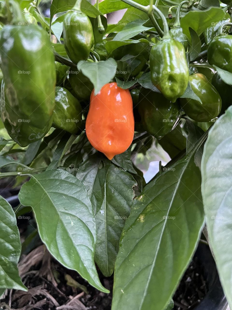 Habanero pepper 