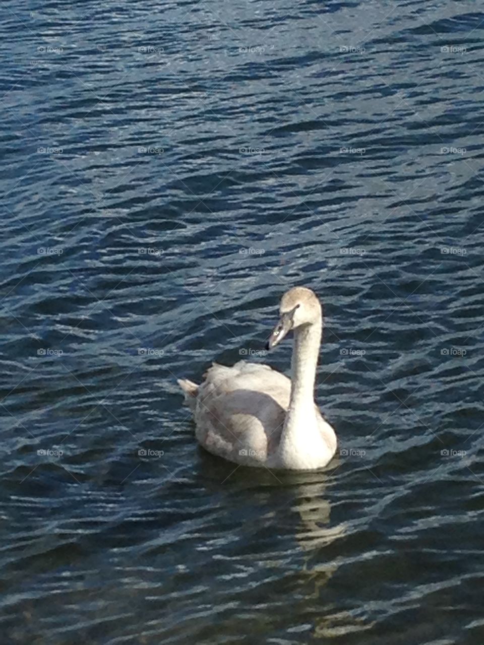 Swan yearling . Swimming gray  whites 