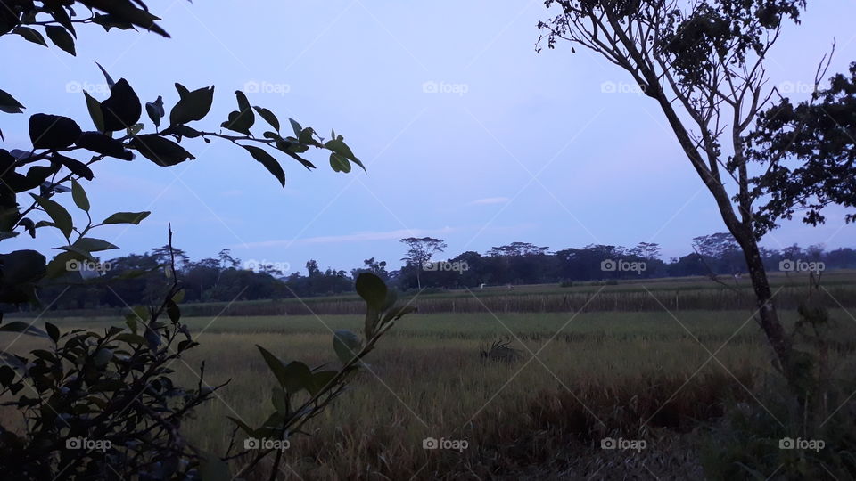suasana pagi hari di persawahan...