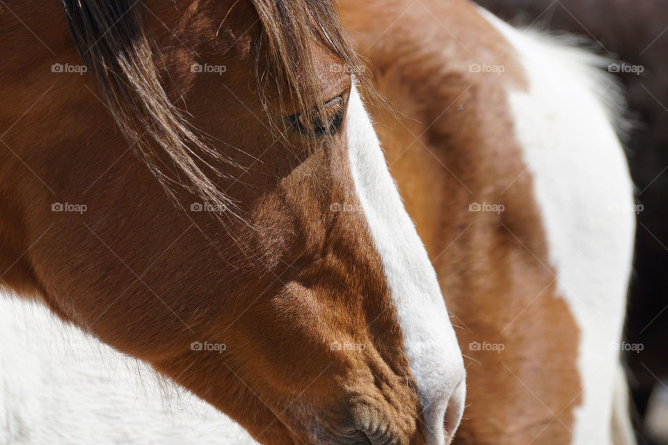 Close-up of wild horse