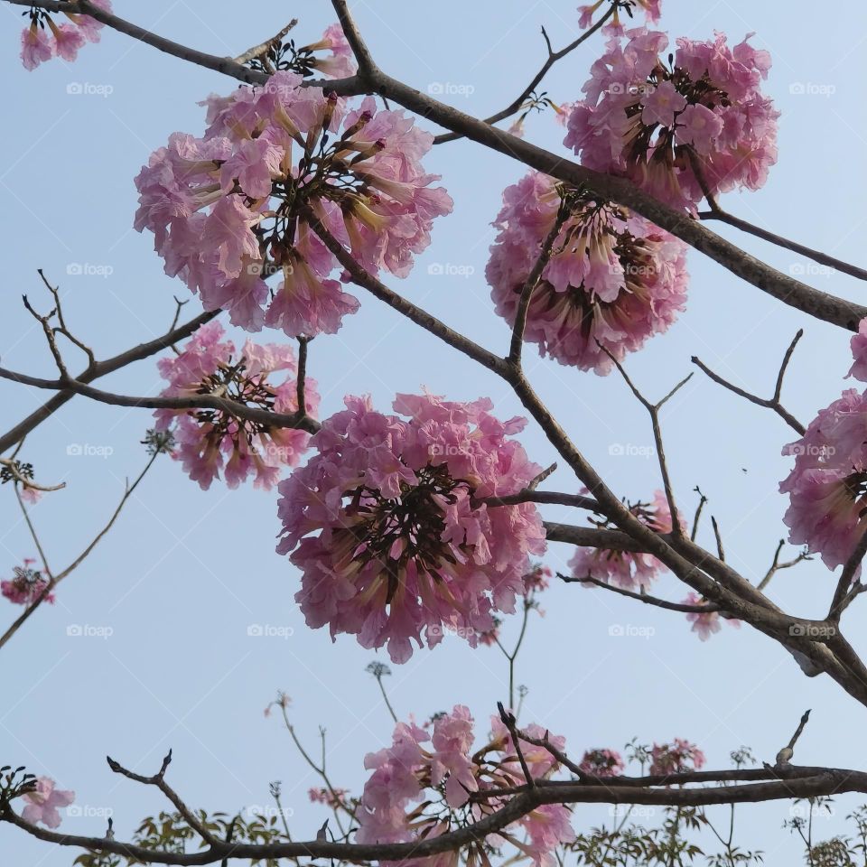 Beautiful pink (magenta) wind Suzuki