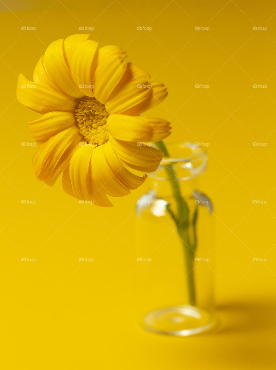 Yellow calendula flower on an yellow background