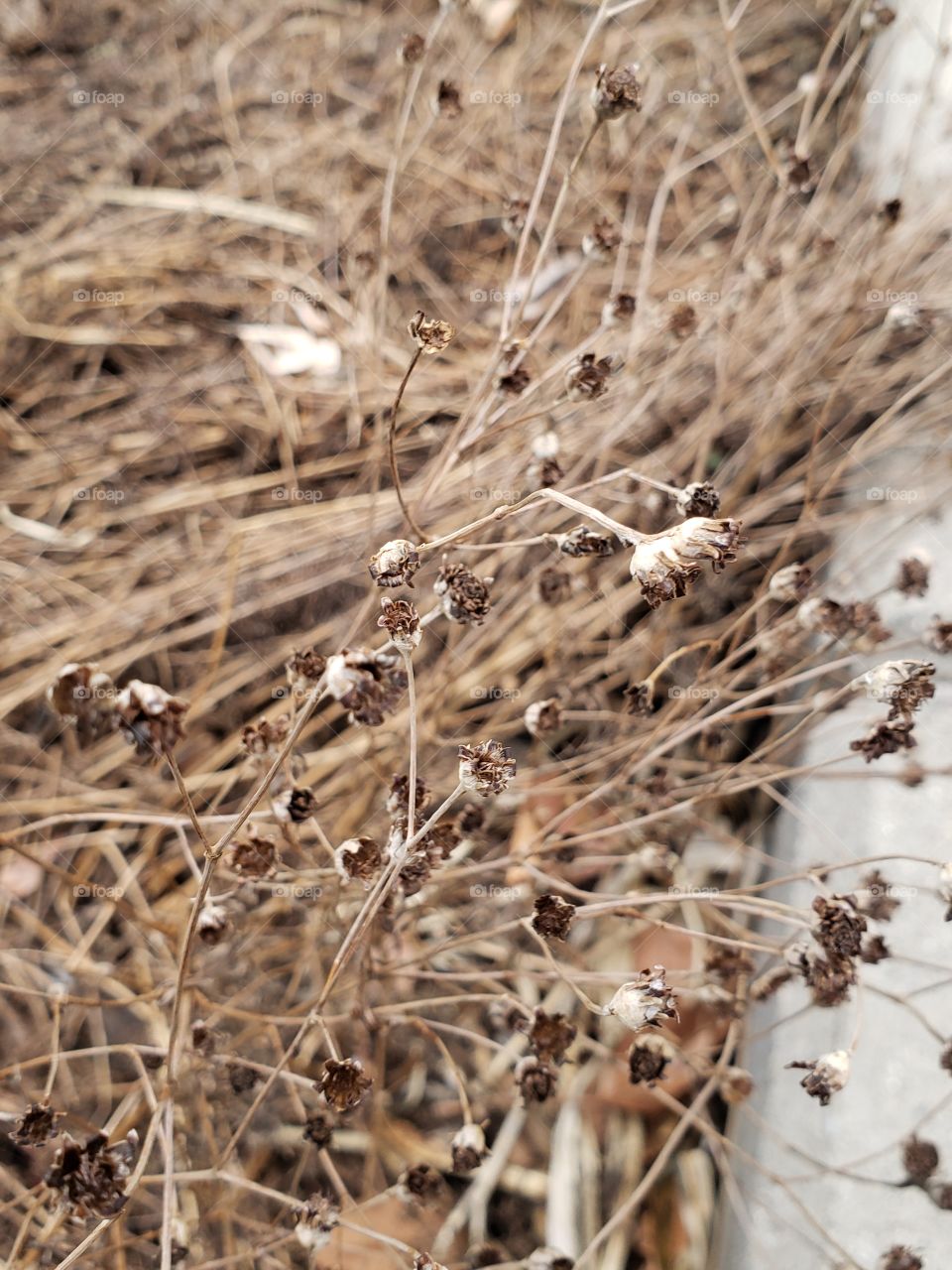dried plant