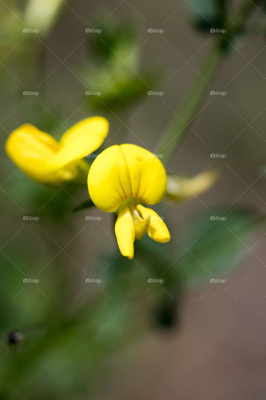 Yellow blossoming flower close up background nature therapy amazing naturalism adventure time hustling daydreaming wonderful day