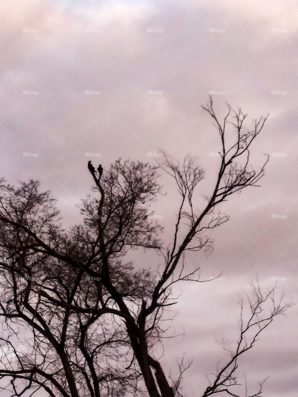 two crows follow me