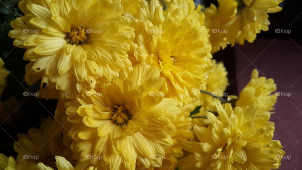 Yellow chrysanthemum