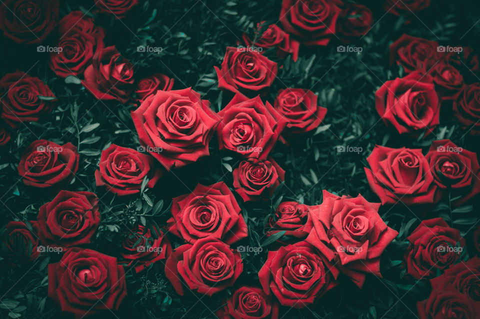 |Roses|