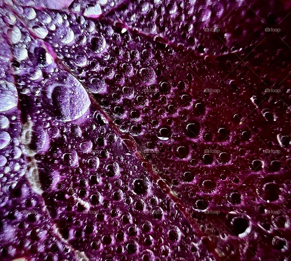 Rain droplets against purple leaf