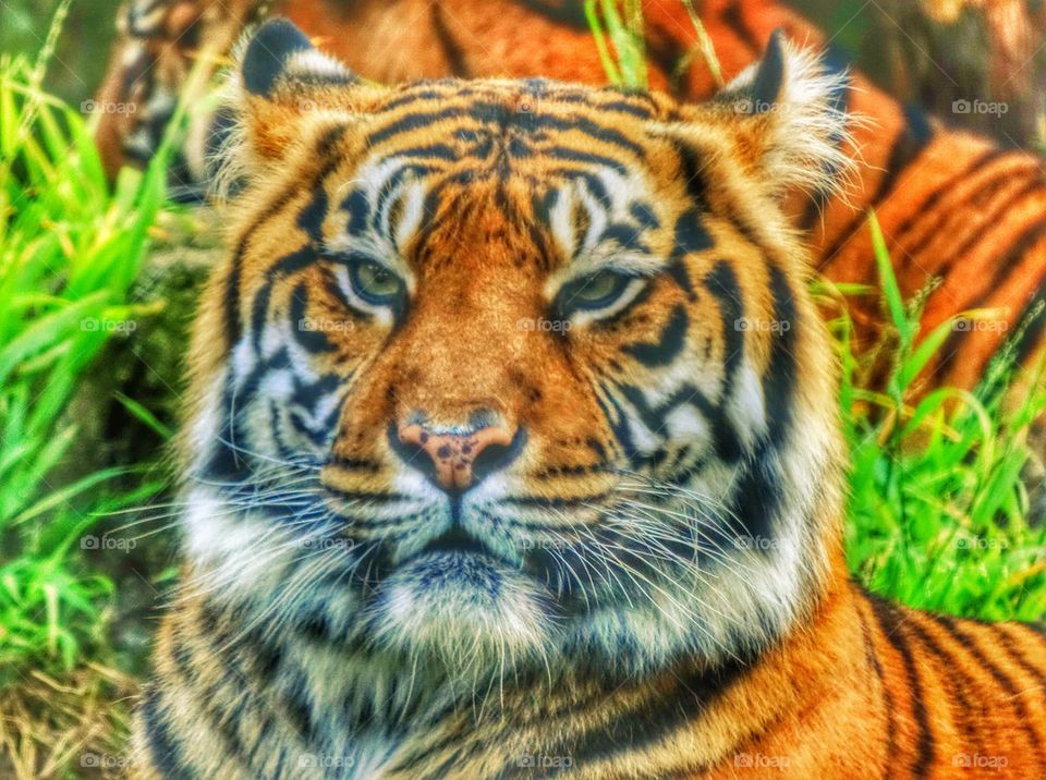 Sumatran Tiger. Powerful Gaze Of A Tiger