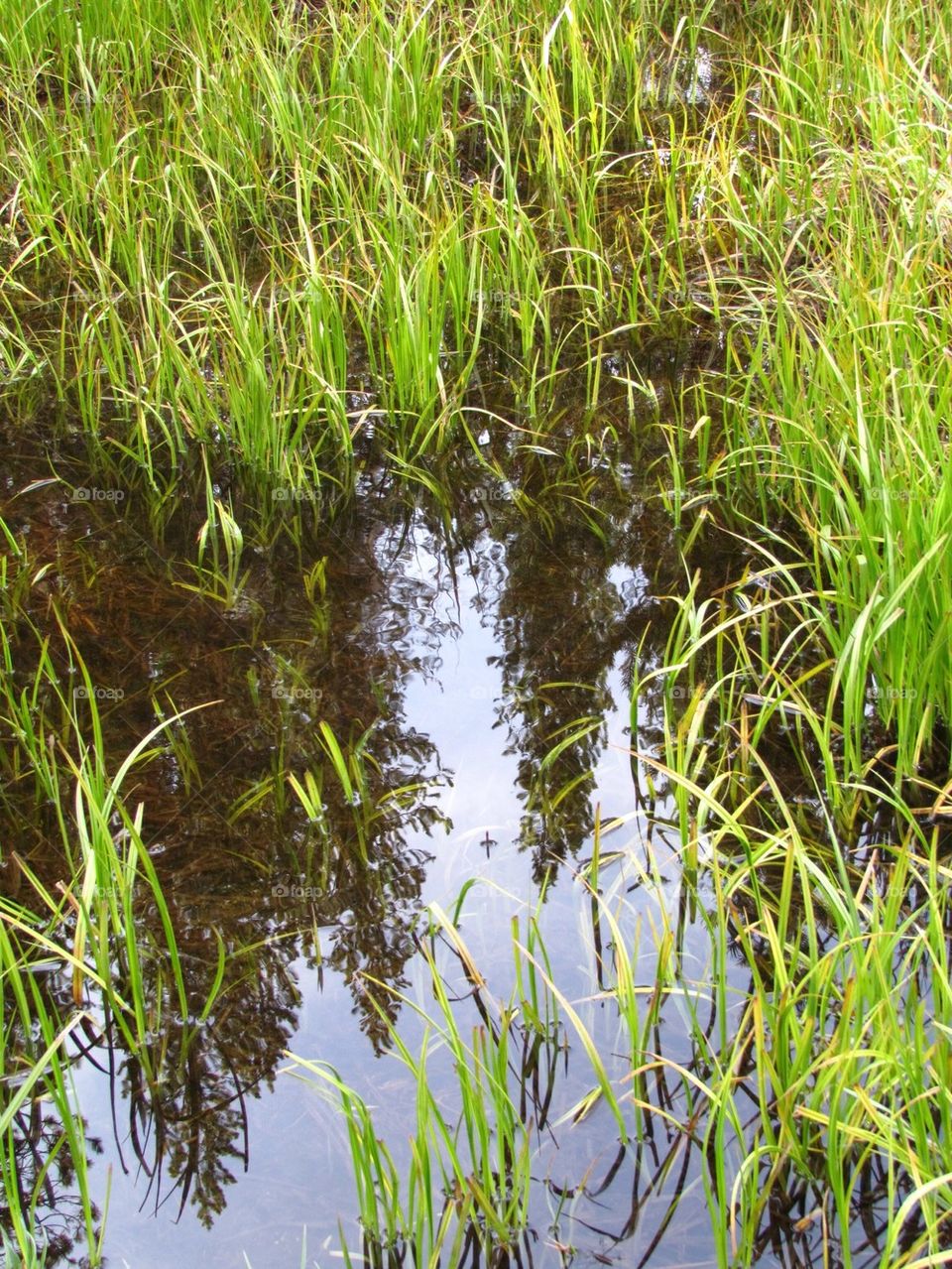 Meadow mirror