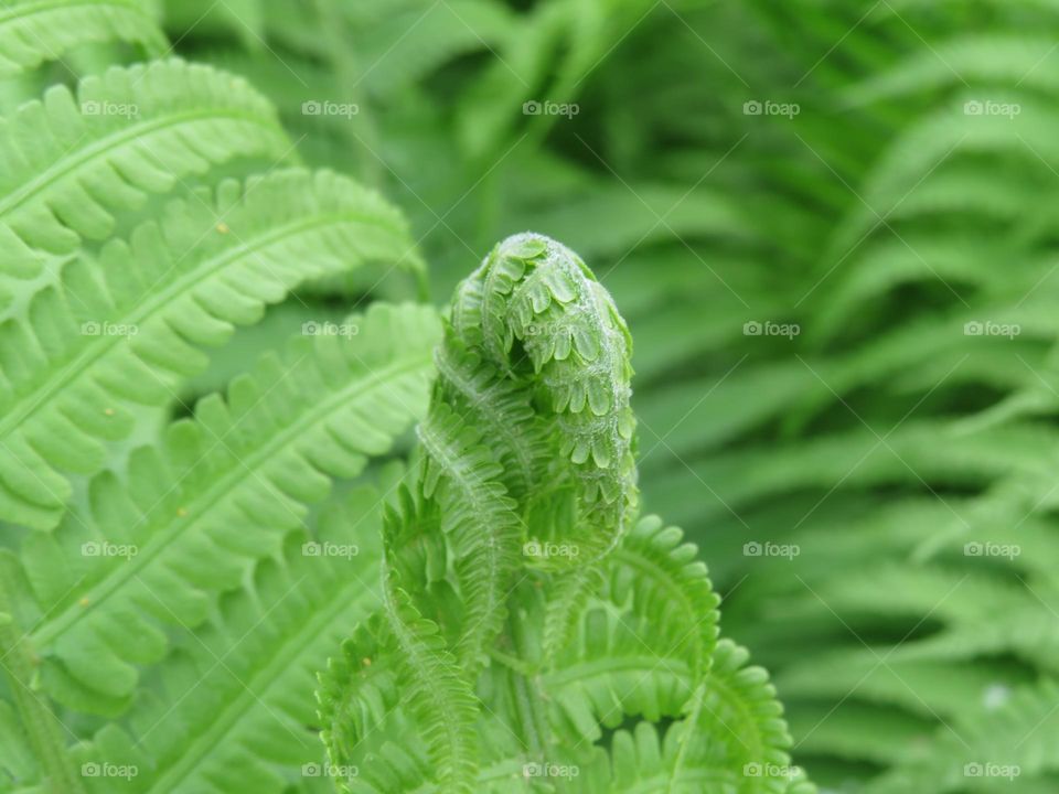 Fern leaf spiral 