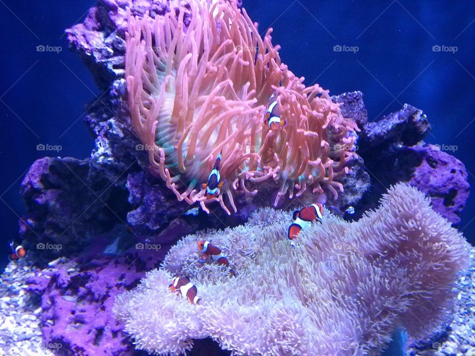 Clown Fish Aquarium