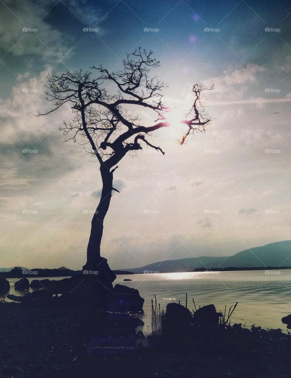 Lonely tree near water