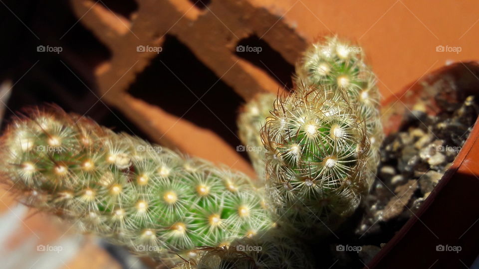 mi pequeño cactus tomando sol