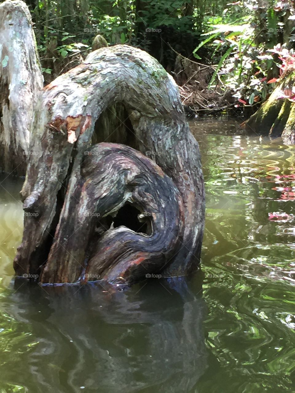 Old cypress shaped with time