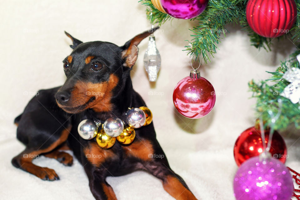 Christmas pinscher dog