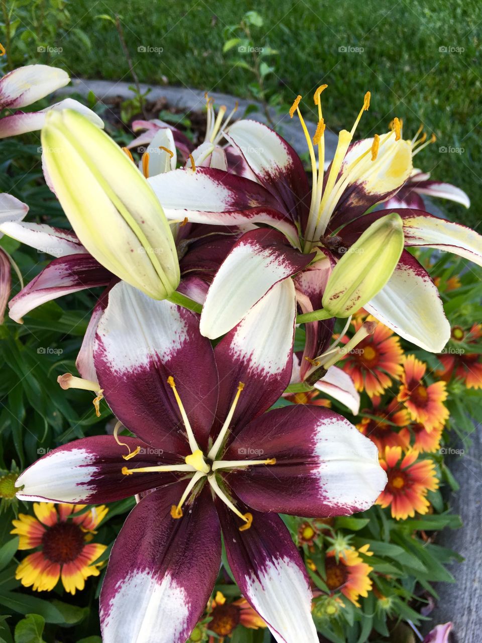 Lily flower. To town. Beautiful. Flower. Blossom. Bloom. Maroon. White. Burgundy.