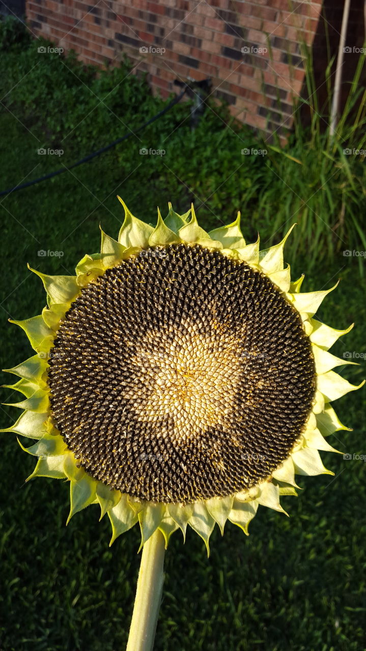 sunflower