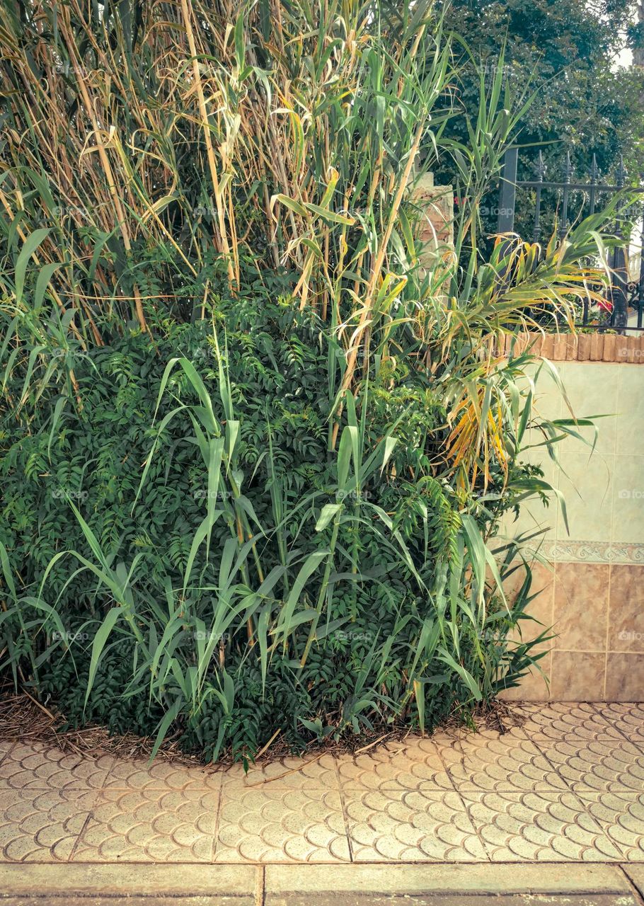 Tall reeds on a street corner