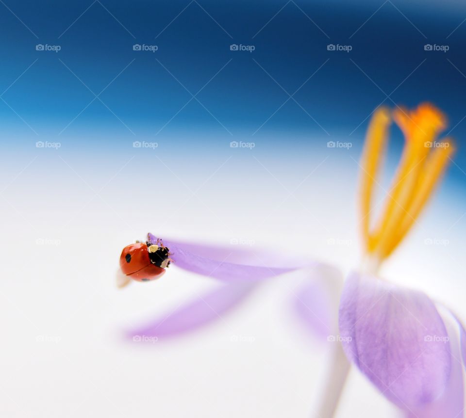 Ladybug on the purple flower 