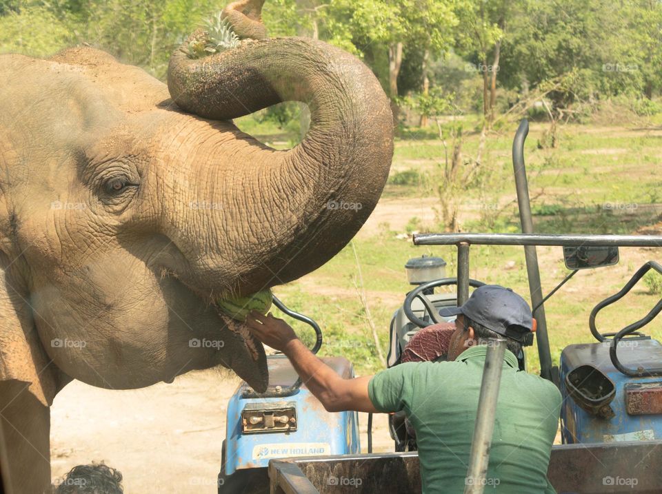 Feeding to elephant