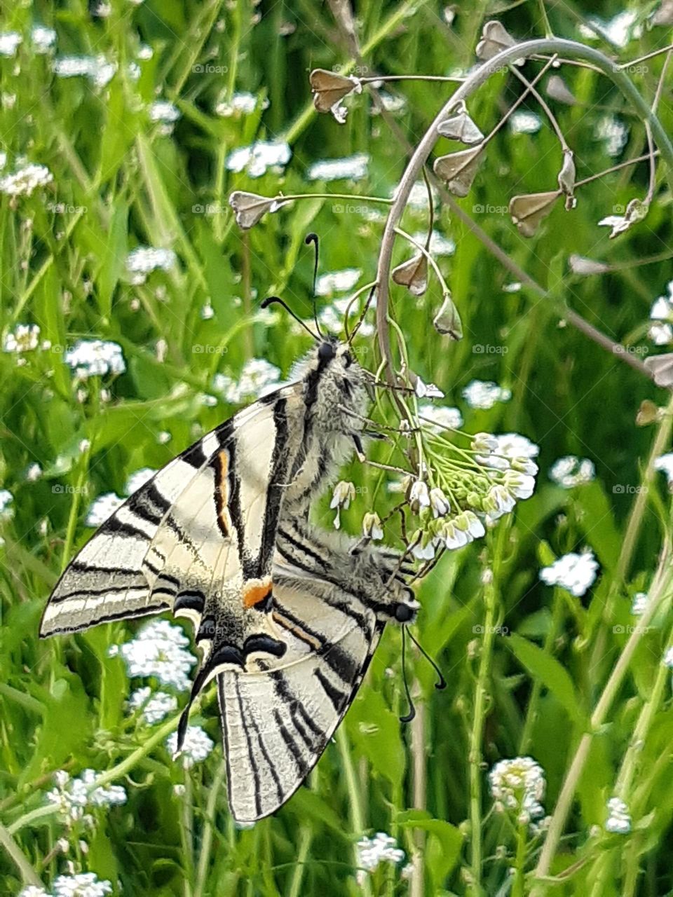 butterfly