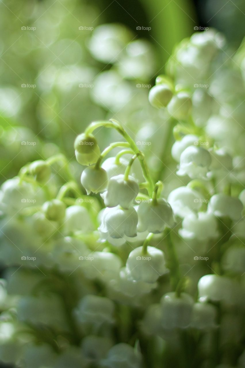 Isolated closeup of lily of the valley blossoms in sunlight (portrait)