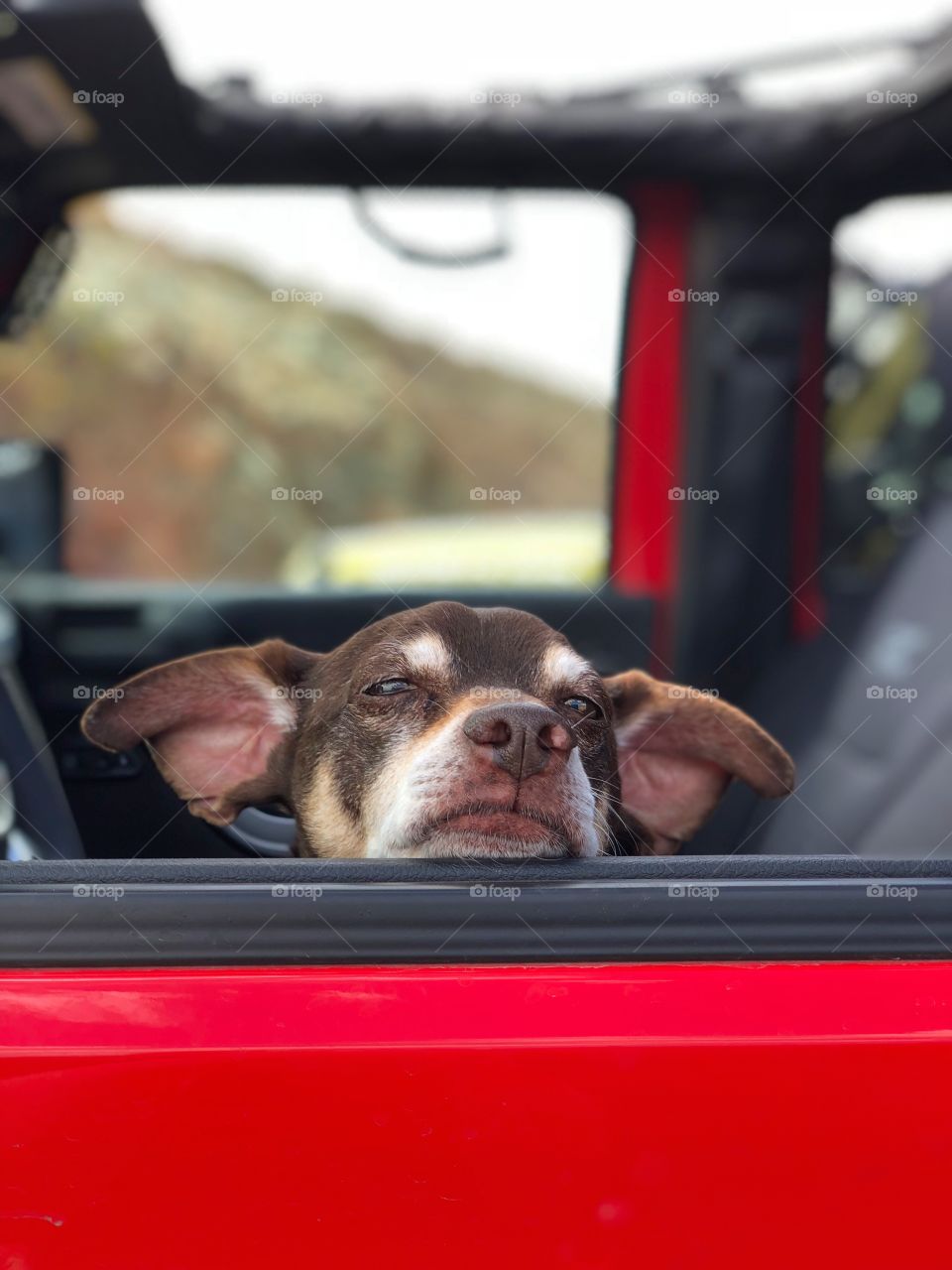 Little dog face looking out open car window