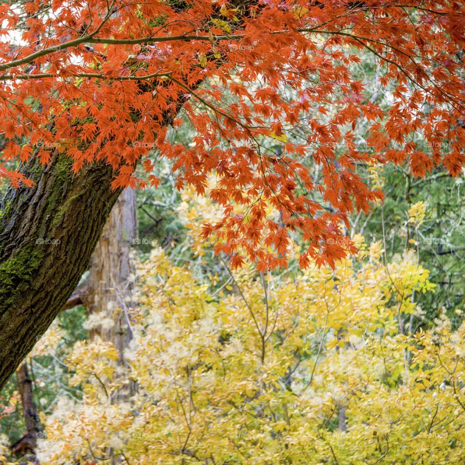 Fall foliage of bright reds and yellows softly mixing.  