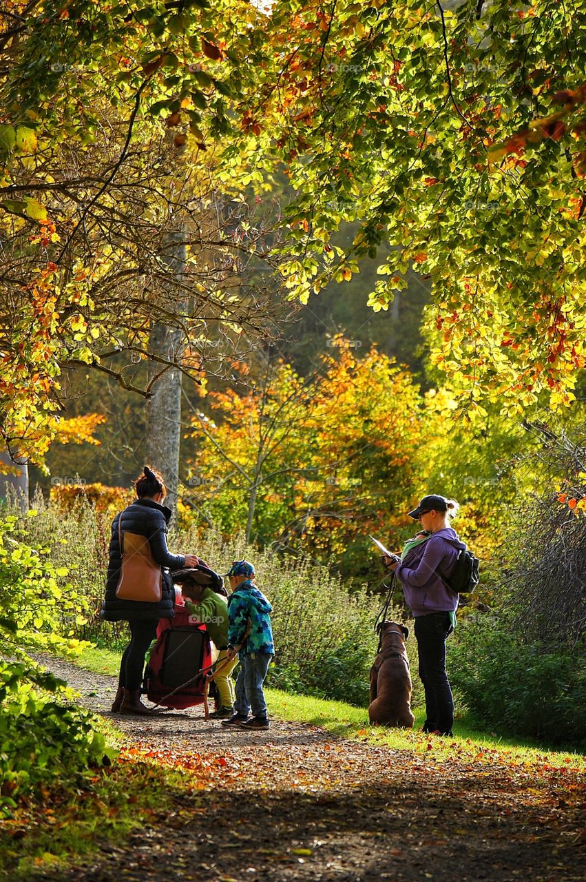 Fall, Leaf, Tree, Park, Outdoors