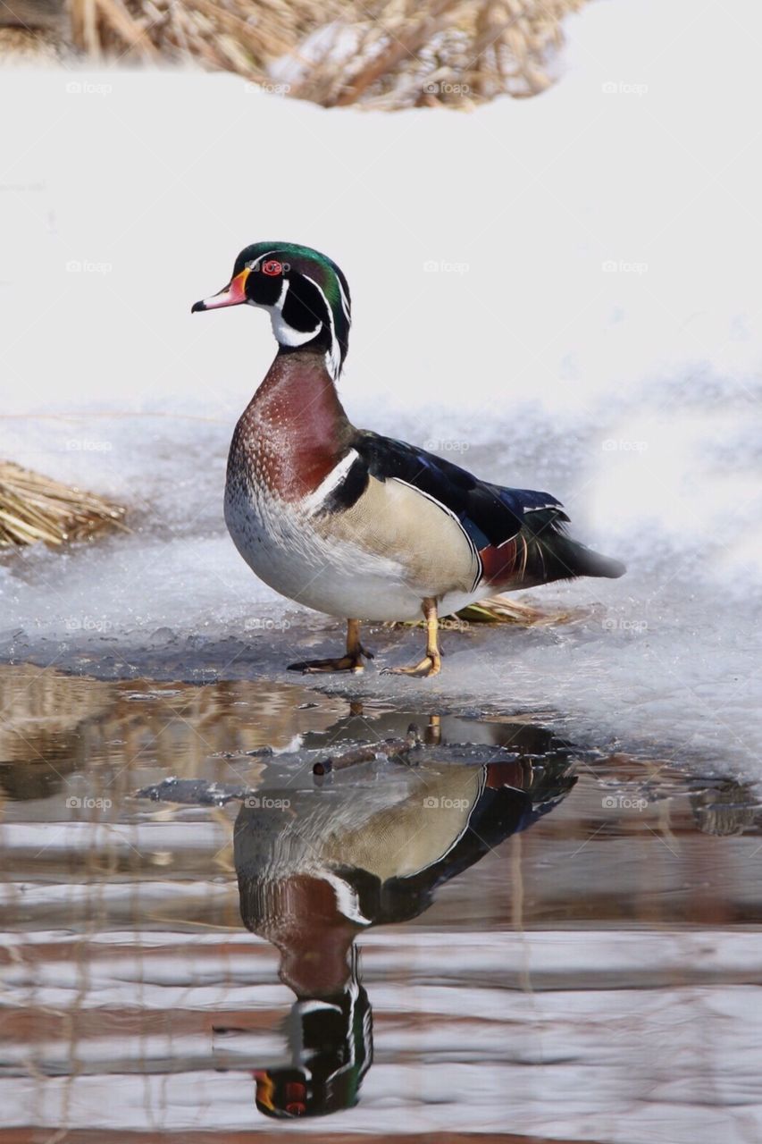 Wood duck profile