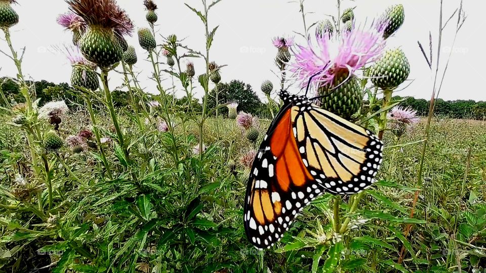 Monarch and Canadian Thistle