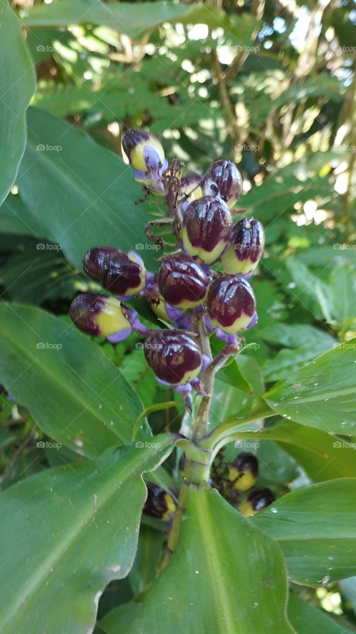 Medicinal Plant

￼