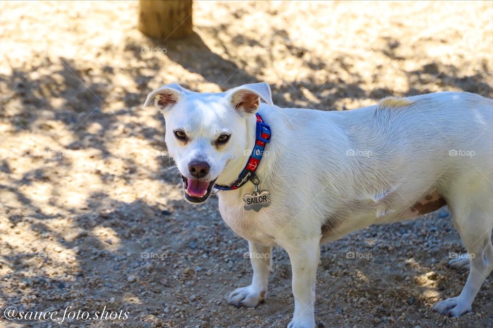 Dog at park. Shot on Canon EOS 6D Mark II.