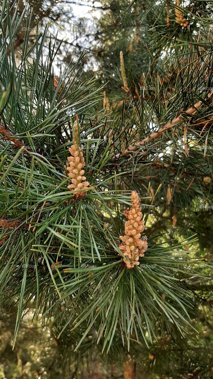 tree pine cones. Green needles