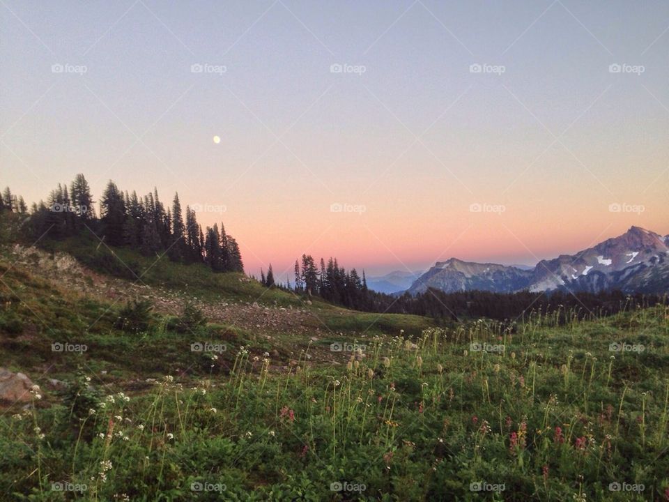 Mt Rainier Meadow