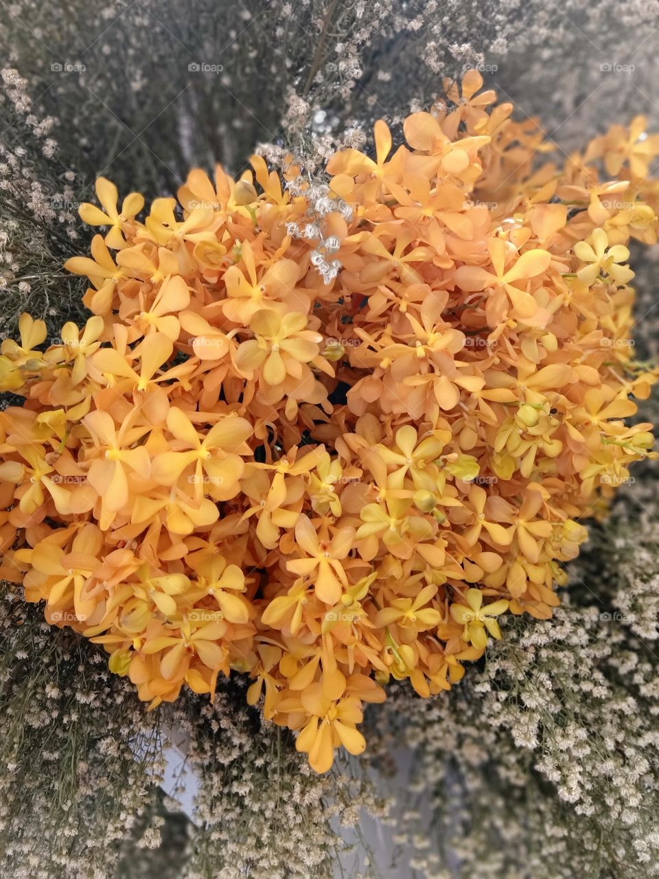 Beautiful yellow flowers